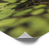 Rio Grande Leopard Frog, Rana berlandieri, Poster (Hoek)