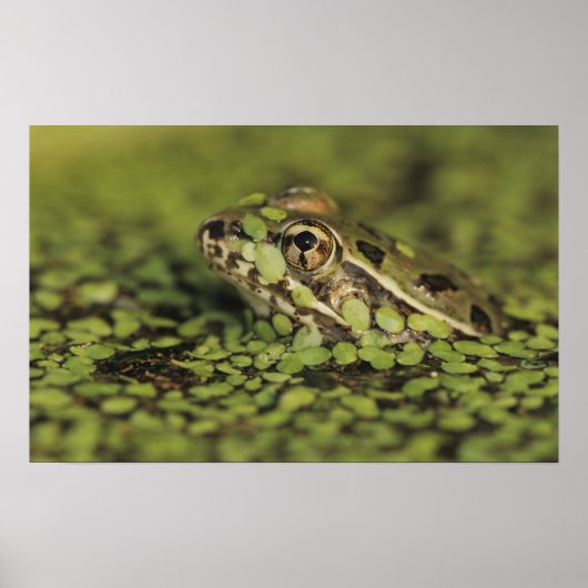 Rio Grande Leopard Frog, Rana berlandieri, Poster (Voorkant)