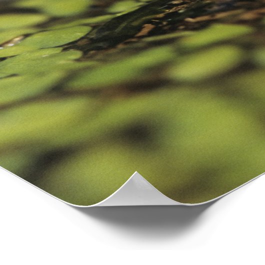 Rio Grande Leopard Frog, Rana berlandieri Poster (Hoek)