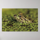Rio Grande Leopard Frog, Rana berlandieri Poster (Voorkant)
