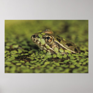 Rio Grande Leopard Frog, Rana berlandieri Poster