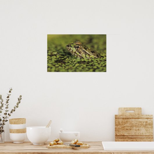 Rio Grande Leopard Frog, Rana berlandieri Poster (Keuken)