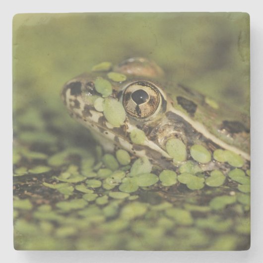 Rio Grande Leopard Frog, Rana berlandieri Stenen Onderzetter (Voorkant)