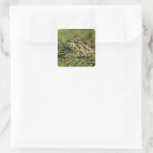 Rio Grande Leopard Frog, Rana berlandieri Vierkante Sticker (Tas)