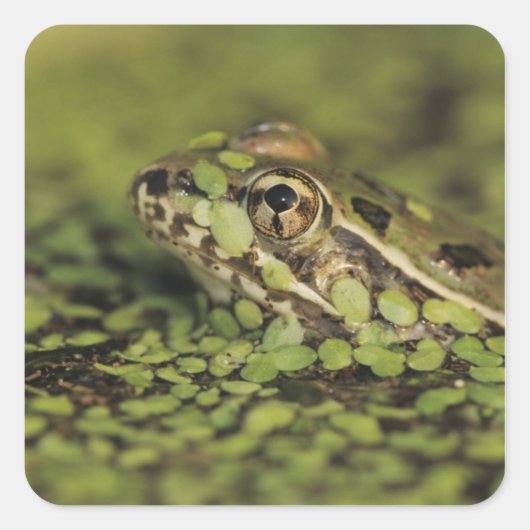 Rio Grande Leopard Frog, Rana berlandieri Vierkante Sticker (Voorkant)