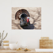 Rio Grande Wild Turkije Poster (Keuken)