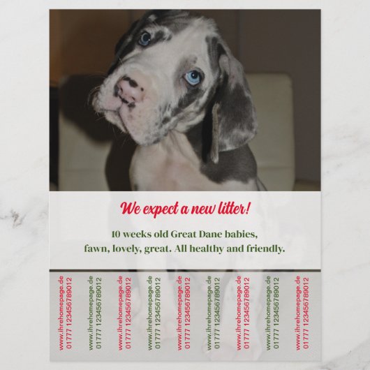Rip Off Flyer Puppy verkopen rood groen (Voorkant)