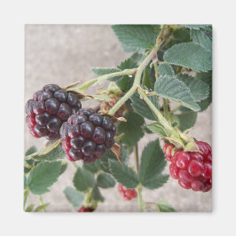 Ripe Blackberries Magneet