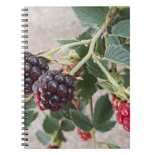 Ripe Blackberries op een notitieboek (Voorkant)