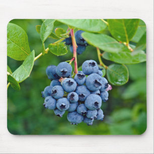 Ripe Blueberry Struik Muismat
