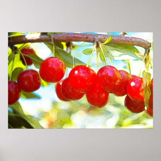 Ripe Cherries Poster (Voorkant)