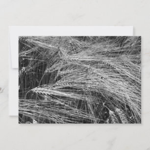 Ripe gerstoren (Hordeum vulgare) Kaart