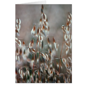 Ripe haver (Avena sativa) gaat dicht. Ceres, Bolan