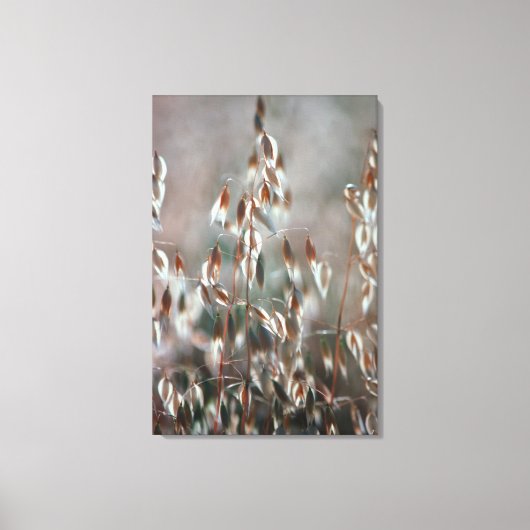 Ripe haver (Avena sativa) gaat dicht. Ceres, Bolan Canvas Afdruk (Voorkant)