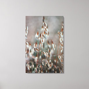 Ripe haver (Avena sativa) gaat dicht. Ceres, Bolan Canvas Afdruk