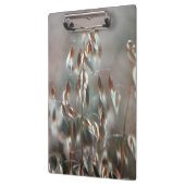 Ripe haver (Avena sativa) gaat dicht. Ceres, Bolan Klembord (Links)