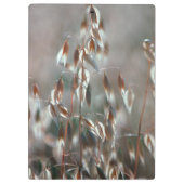 Ripe haver (Avena sativa) gaat dicht. Ceres, Bolan Klembord (Achterkant)