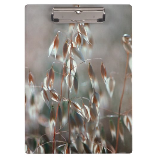 Ripe haver (Avena sativa) gaat dicht. Ceres, Bolan Klembord (Voorkant)