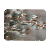 Ripe haver (Avena sativa) gaat dicht. Ceres, Bolan Magneet (Horizontaal)