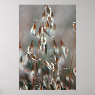 Ripe haver (Avena sativa) gaat dicht. Ceres, Bolan Poster