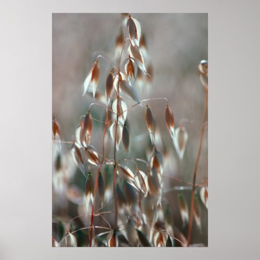 Ripe haver (Avena sativa) gaat dicht. Ceres, Bolan Poster (Voorkant)