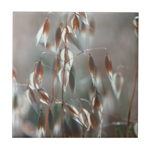 Ripe haver (Avena sativa) gaat dicht. Ceres, Bolan Tegeltje (Voorkant)