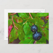 Ripe hucklebes in lichte regen briefkaart (Voorkant / Achterkant)