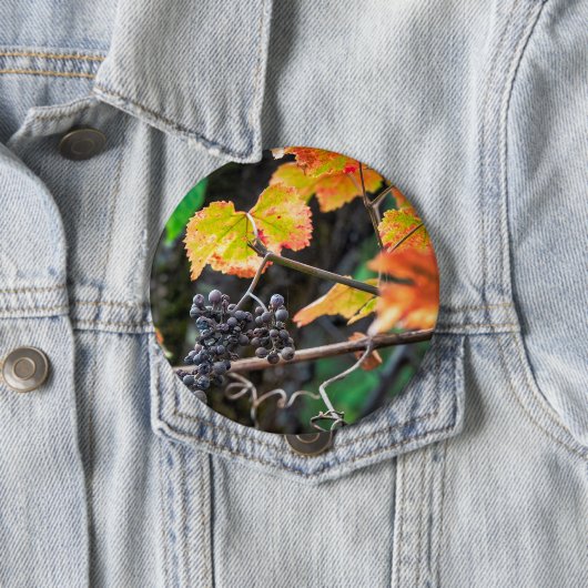 Ripe Isabella druif Ronde Button 4,0 Cm (In situ)