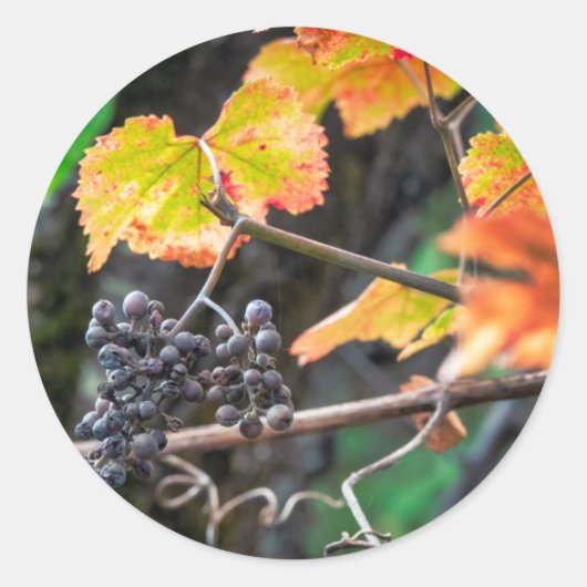 Ripe Isabella druif Ronde Sticker (Voorkant)