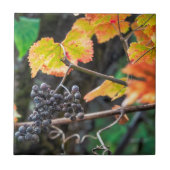 Ripe Isabella druif Tegeltje (Voorkant)