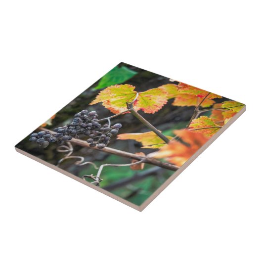 Ripe Isabella druif Tegeltje (Zijkant)