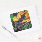 Ripe Isabella druif Vierkante Sticker (Envelop)