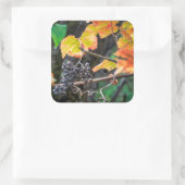 Ripe Isabella druif Vierkante Sticker (Tas)