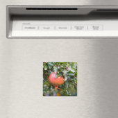 Ripe Pomegranaat op de Leafy Shrub Magneet (Insitu (Vaatwasser))