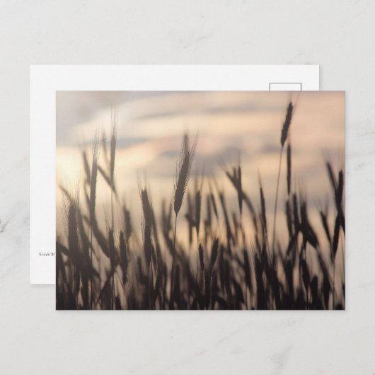 Ripe rogge op zonneschijnfoto briefkaart (Voorkant / Achterkant)