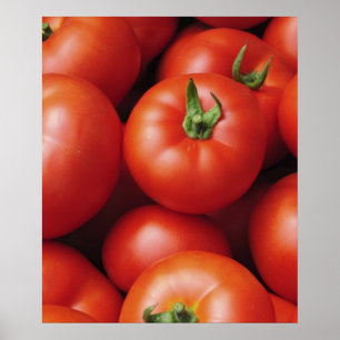 Ripe tomaten - Helderrood, vers Poster