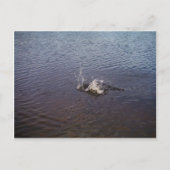 Ripels in een meer, van een vis die springt briefkaart (Voorkant)