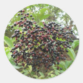 Ripening Elderberries Stickers (Voorkant)