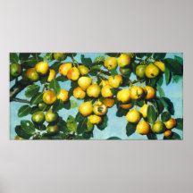 Ripening Pears - Joseph Decker Fine Art Poster