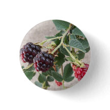 Ripering Blackberries