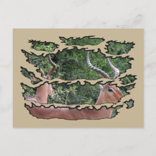 Ripped Wildlife Impala Mirror Feestdagenkaart