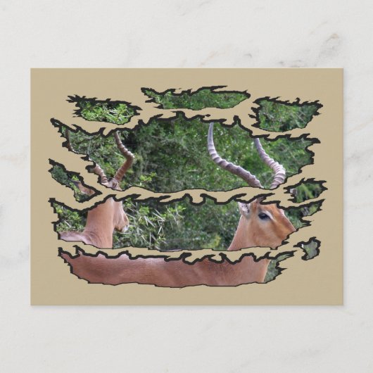 Ripped Wildlife Impala Mirror Feestdagenkaart (Voorkant)