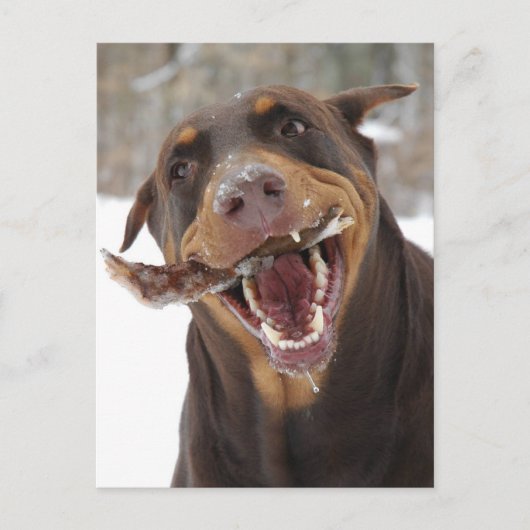 risbeesticus briefkaart (Voorkant)