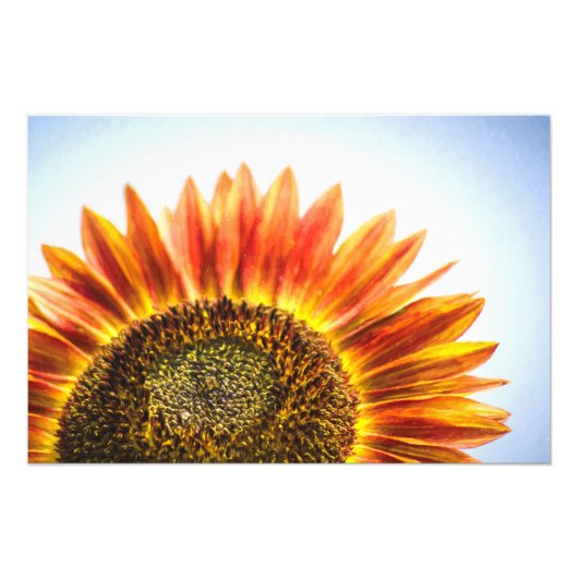 Rising Sunflower Foto Afdruk (Voorkant)
