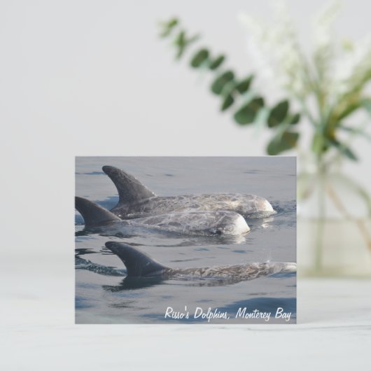 Risso's Dolphins Briefkaart (Staand voorkant)