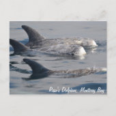 Risso's Dolphins Briefkaart (Voorkant)