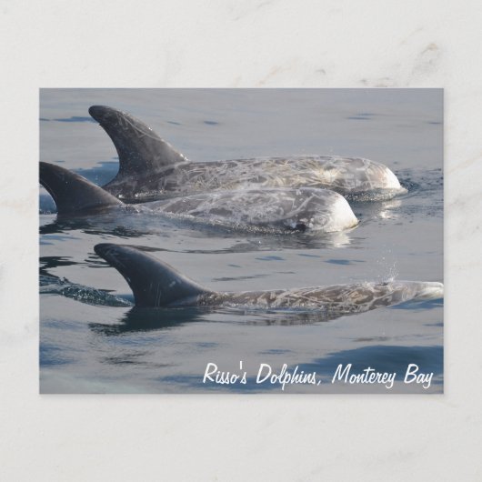 Risso's Dolphins Briefkaart (Voorkant)