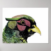 Ritratto di Fagiano Poster (Voorkant)