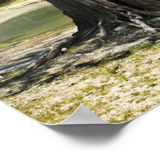 River Beach, Suwannee River, Florida Print (Hoek)