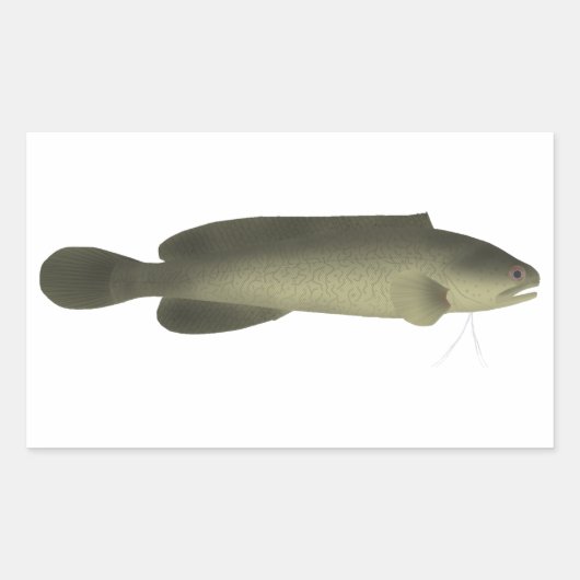 River Blackfish Print, Waarde Poster Papier (mat) Rechthoekige Sticker (Voorkant)